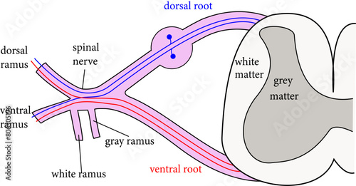 The formation of the spinal nerve from the dorsal and ventral roots.Vector illustration
