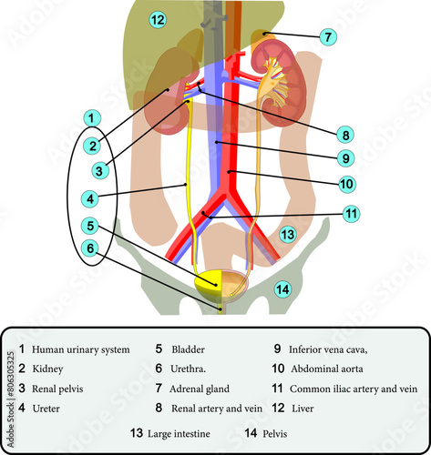  Human urinary system.Vector illustration