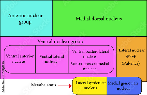 Ventral posterolateral nucleus.Vector illustration photo