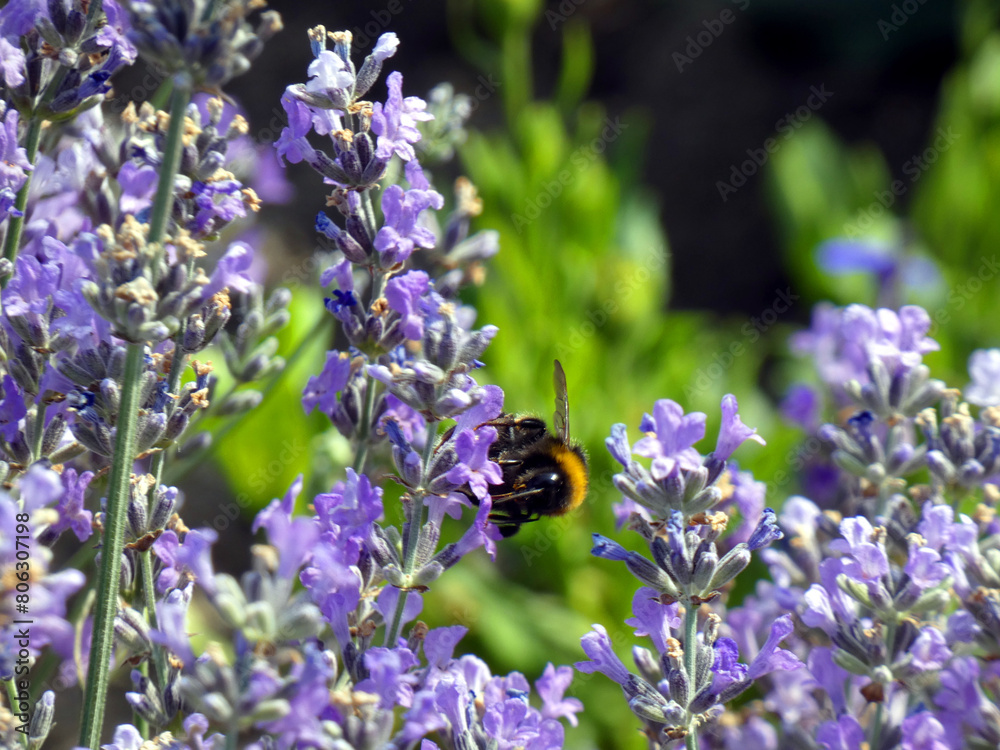 Bumblebee in the botanical garden of Rostock (Germany) Bumblebee in the botanical garden of Rostock (Germany)