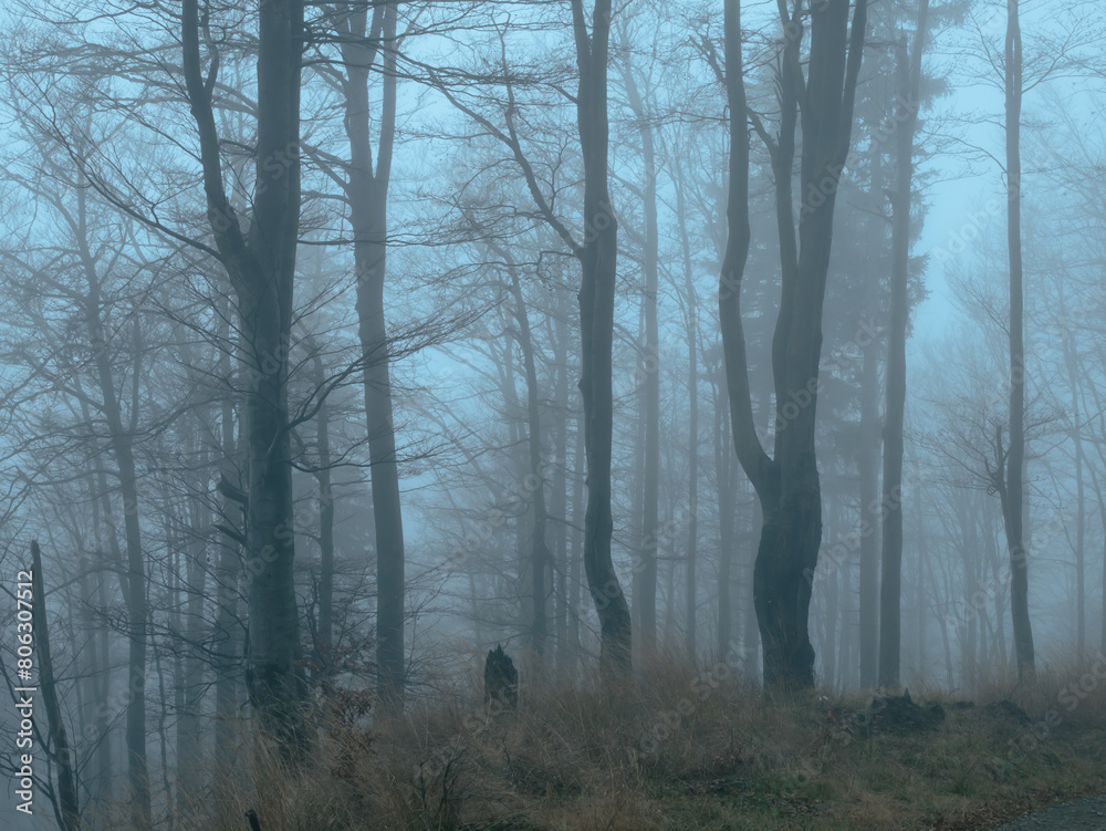 Obraz premium Creepy beech trees forest in Jeseniky mountains at autumn