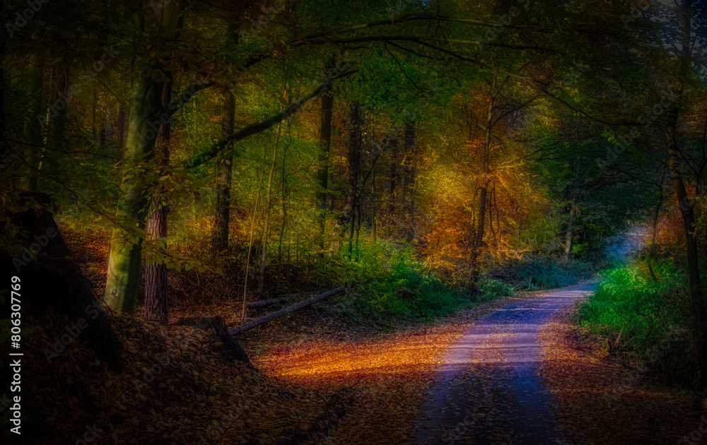 Obraz premium Magical autumn forest