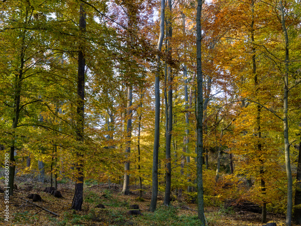 Magical autumn forest