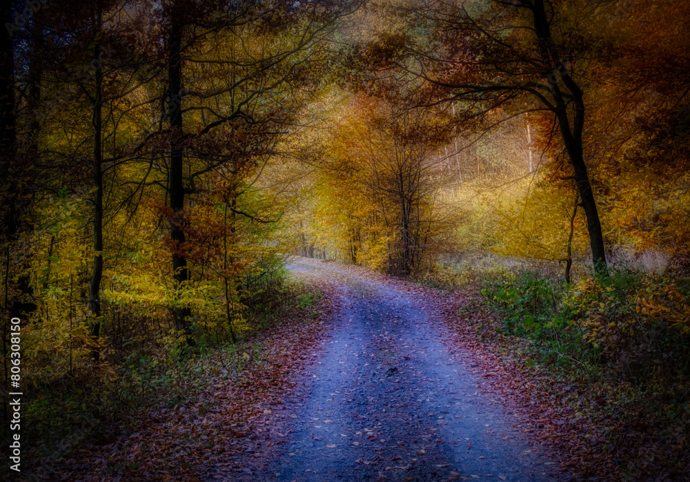 Obraz premium Magical autumn forest