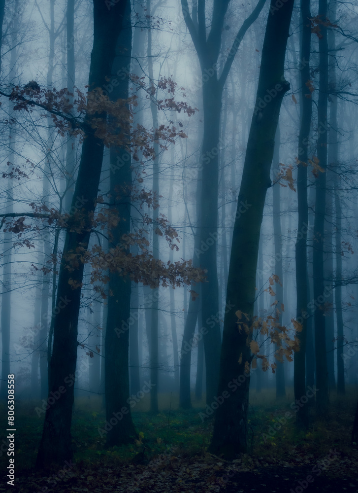 Obraz premium Magical foggy forest