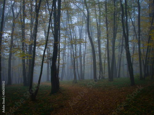 Mysterious foggy forest during autumn day