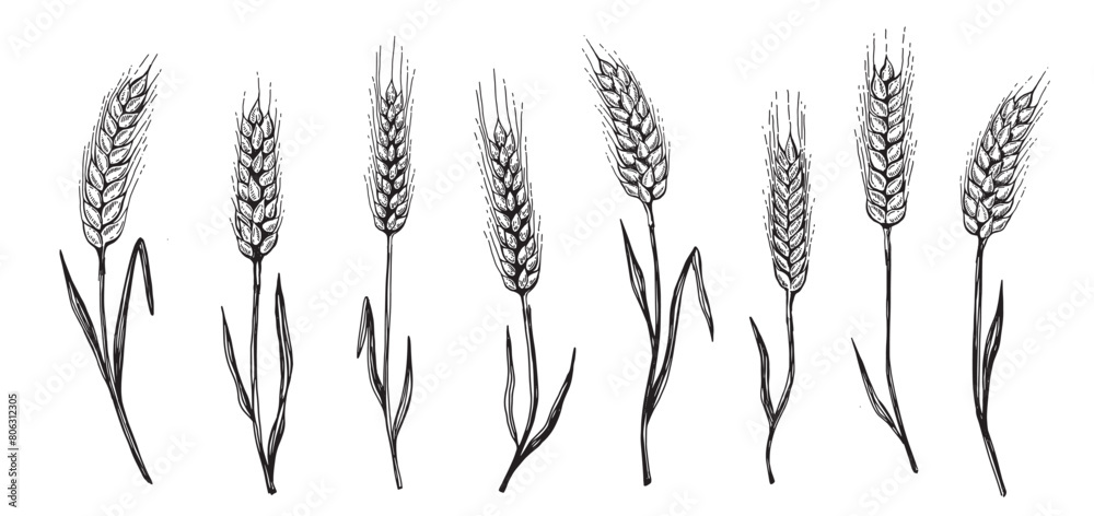 Naklejka premium Wheat bread ears hand drawn vector illustration. 