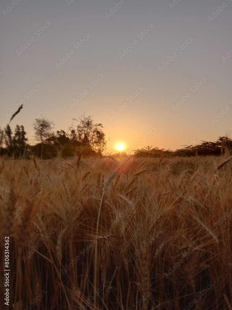 sunset in the field sunset in the field