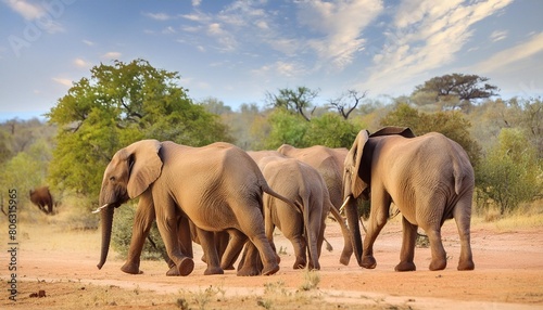 elephant herd walking in mashatu game reserve in the tuli block in botswana photo