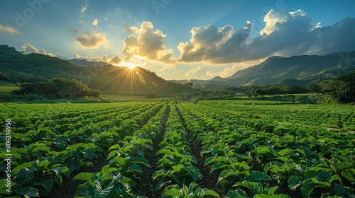 A field of green plants with a sun shining on them © DX