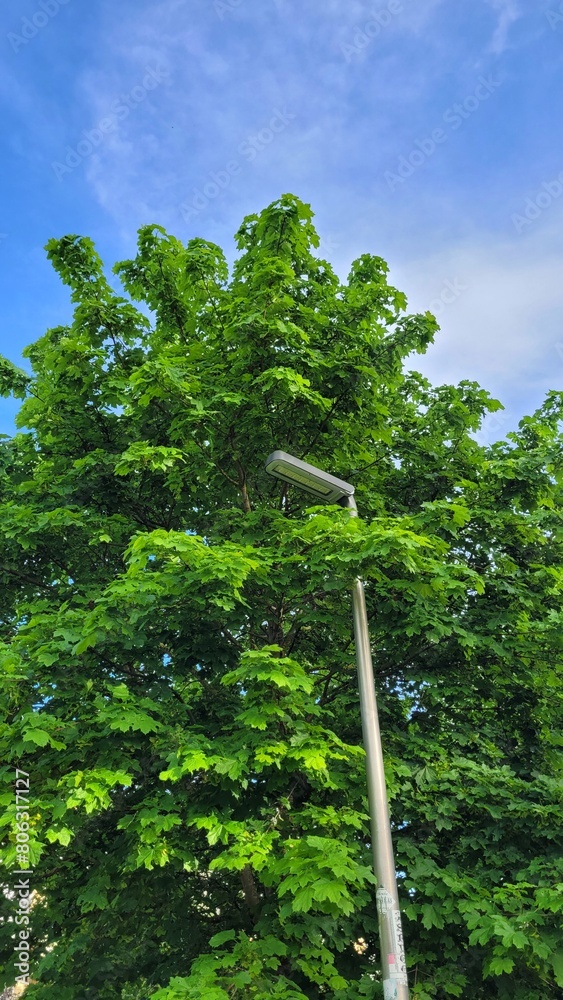 Fototapeta premium Street light