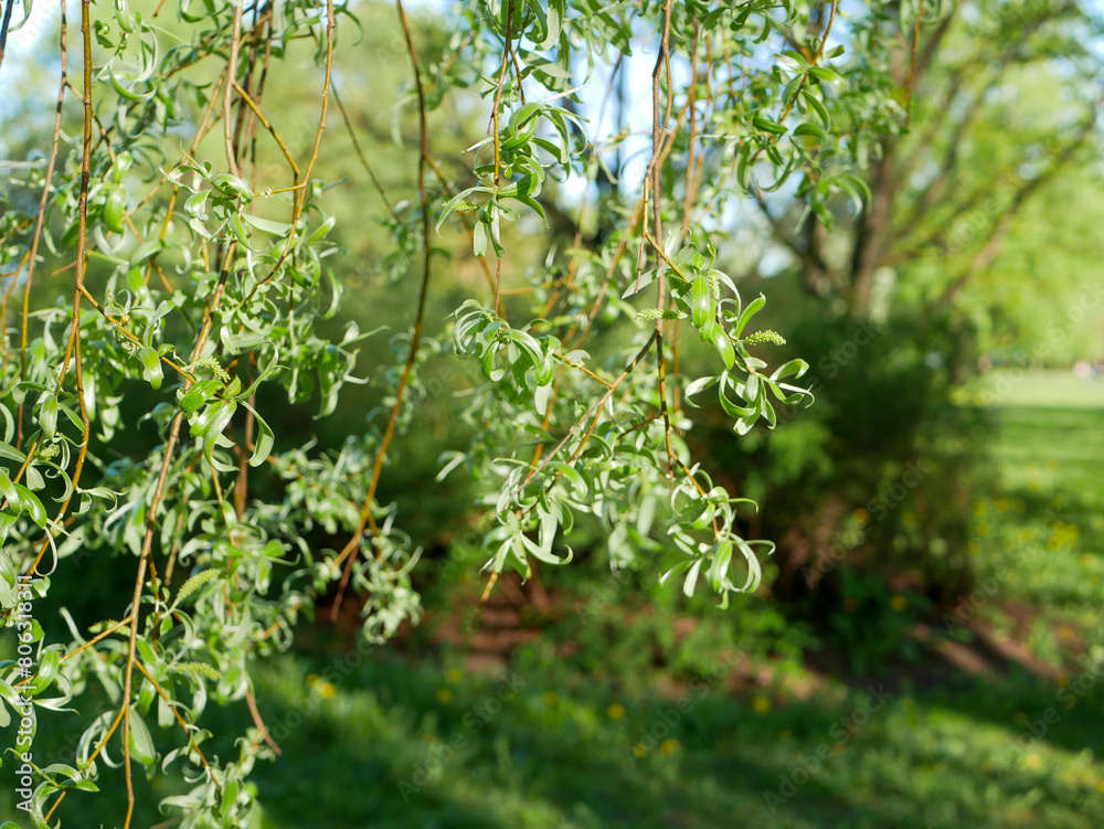 Obraz premium leaves in the park