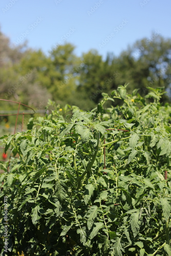 Tomato plants growing in the sunny vegetable garden.