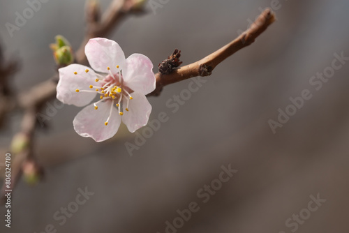 apricot tree flower on a branch