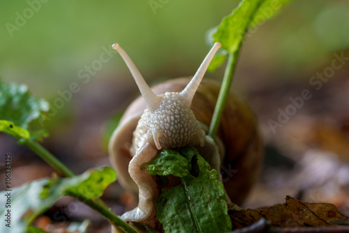 A snail munches on a green leaf near a fawn grazing on the ground