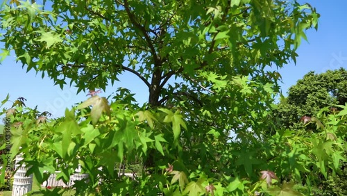 American sweetgum (Liquidambar styraciflua), also known as American storax, hazel pine, bilsted, redgum, satin-walnut, star-leaved gum, alligatorwood, or simply sweetgum, is tree family Altingiaceae. photo