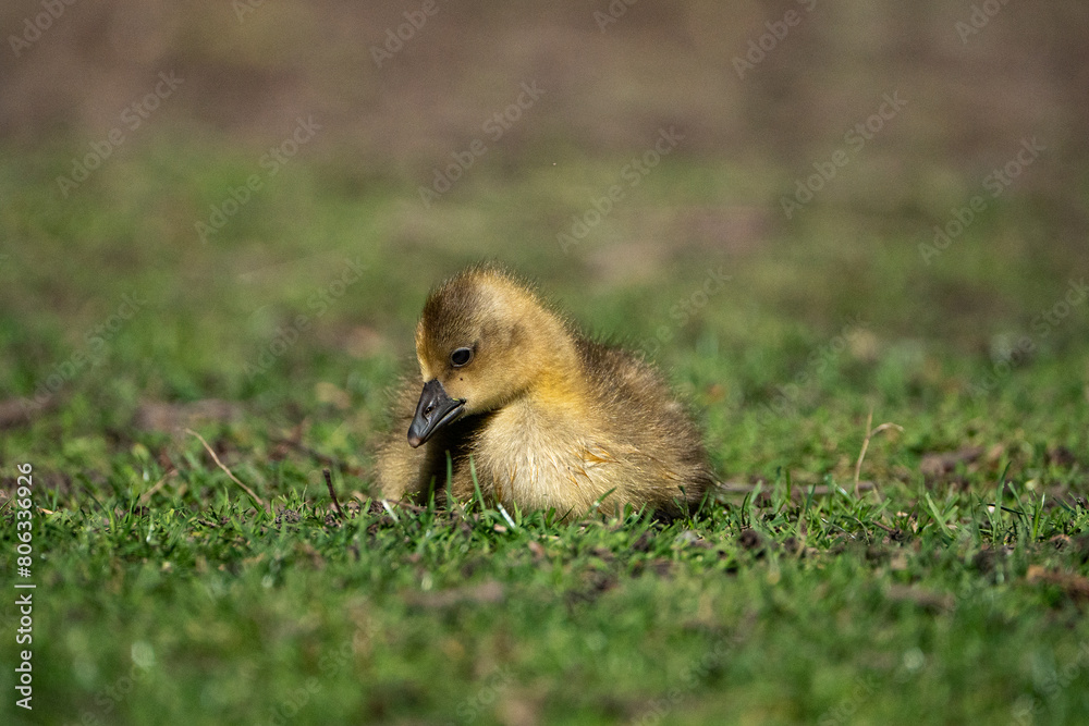 Young babay gray geese run through nature with their parents