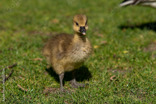 Young babay gray geese run through nature with their parents