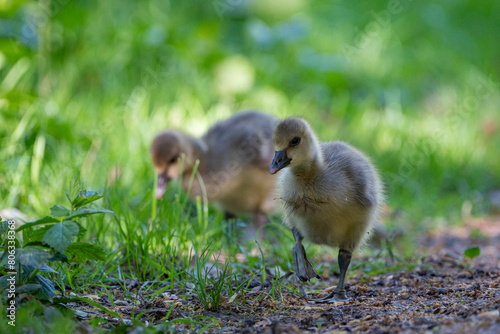 Young babay gray geese run through nature with their parents