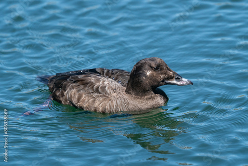Female Surf Scoter on blue water