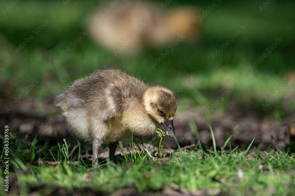 Young babay gray geese run through nature with their parents Young babay gray geese run through nature with their parents