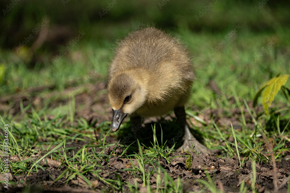 Young babay gray geese run through nature with their parents Young babay gray geese run through nature with their parents
