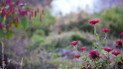 Gaillardia pulchella (firewheel, Indian blanket, Indian blanketflower, or sundance) is North American species of short-lived perennial or annual flowering plants in sunflower family. photo