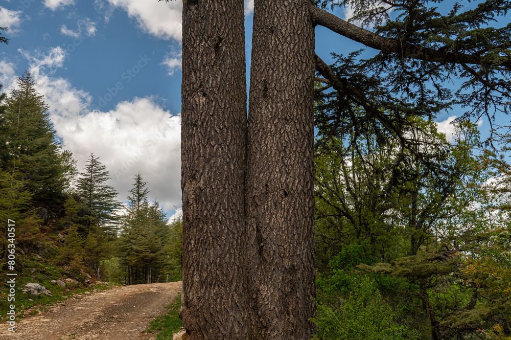 Fototapeta premium The trunk is very thick, twin cedar.