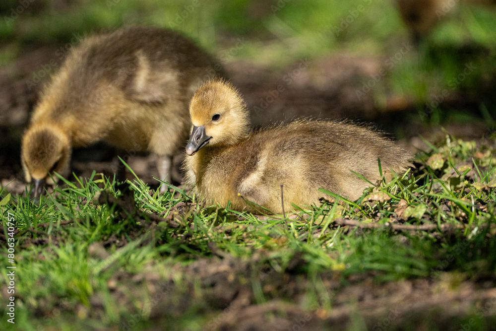 Young babay gray geese run through nature with their parents Young babay gray geese run through nature with their parents