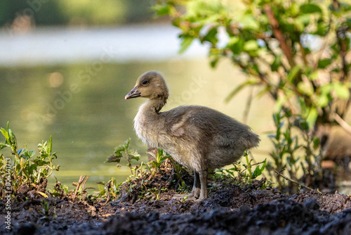 Young babay gray geese swim across a lake and walk through nature with their parents