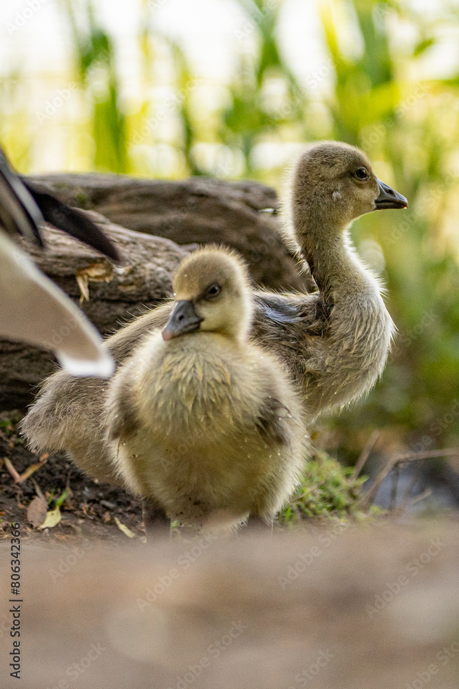 Young babay gray geese run through nature with their parents Young babay gray geese run through nature with their parents