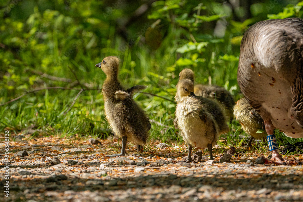 Young babay gray geese run through nature with their parents Young babay gray geese run through nature with their parents