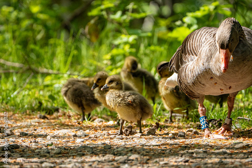 Young babay gray geese run through nature with their parents