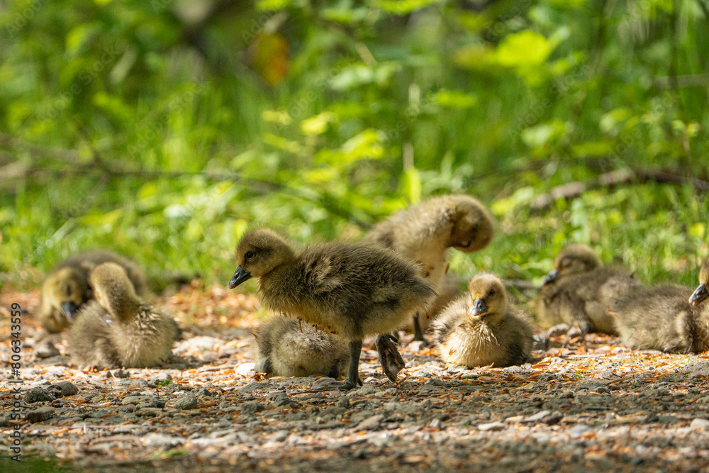 Young babay gray geese run through nature with their parents Young babay gray geese run through nature with their parents