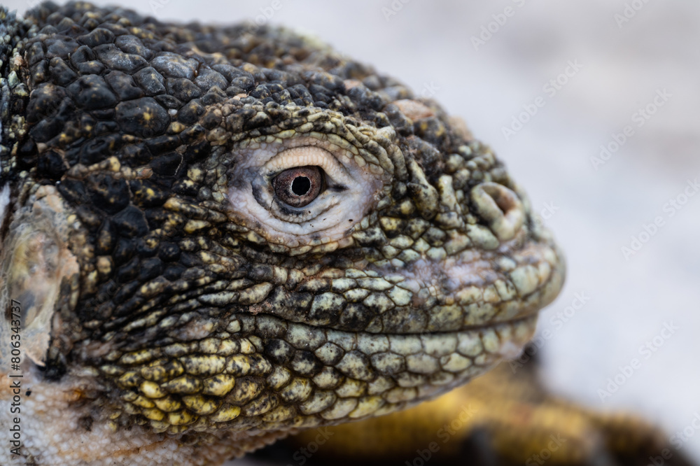 Close up of iguana head in side profile Close up of iguana head in side profile