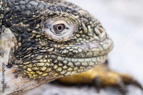 Scaly iguana face displaying green  yellow and grey scales. Large bright eye features.