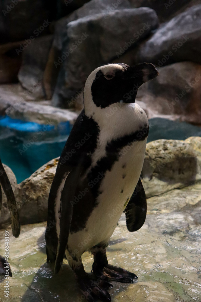 Naklejka premium penguins in the zoo