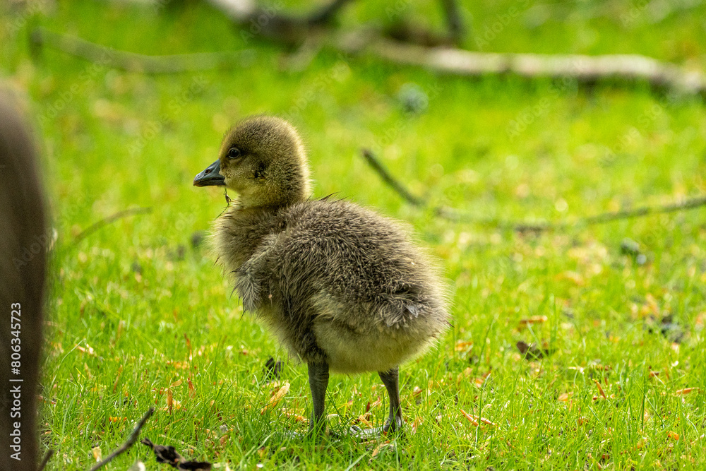 Young babay gray geese run through nature with their parents Young babay gray geese run through nature with their parents
