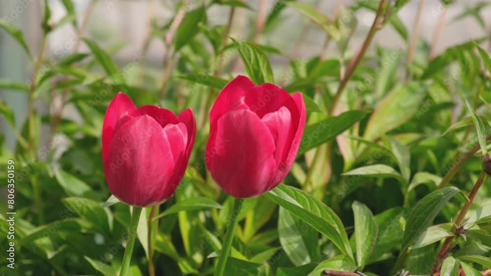 Red tulips bloomed in the garden in spring. Red tulips bloomed in the garden in spring.