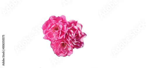 Rosa damascena on a white background, cut out