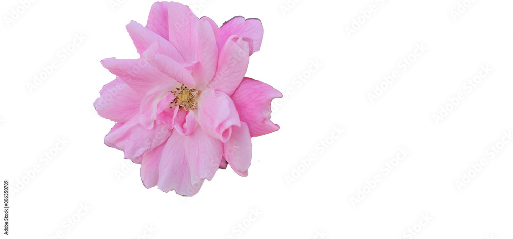 Fototapeta premium Rosa damascena on a white background, cut out