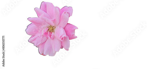 Rosa damascena on a white background, cut out