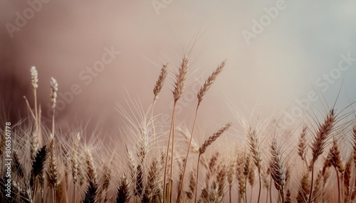 wheat field in an abstract artistic background