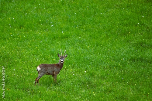 Fototapeta Naklejka Na Ścianę i Meble -  Jelonek na pełnej smakołyków łące