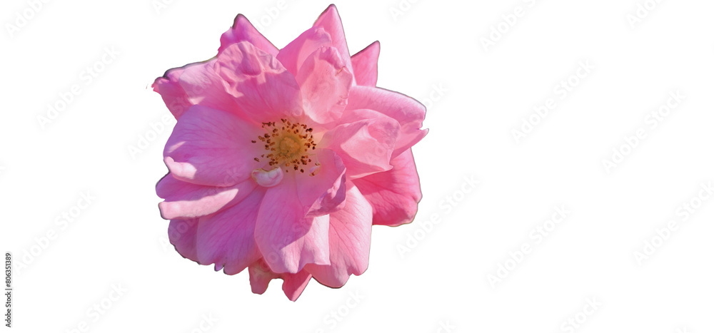 Obraz premium Rosa damascena on a white background, cut out