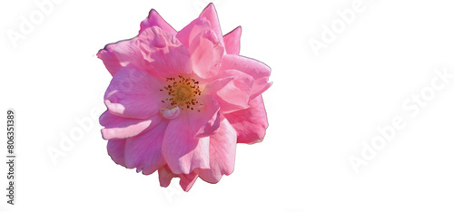 Rosa damascena on a white background, cut out