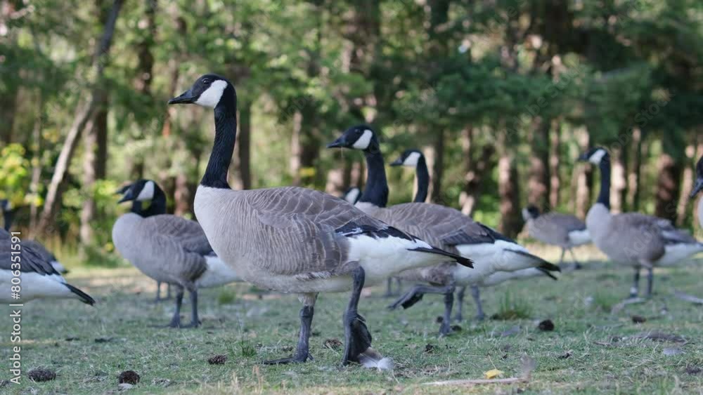 Canadian Geese Feeding on Grass in City Park 4k Canadian Geese Feeding on Grass in City Park 4k