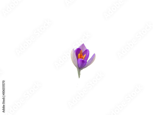 Beautiful bright purple blooming crocus isolated