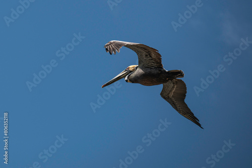 Brown Pelican in flight, clear blue sky, copy space.