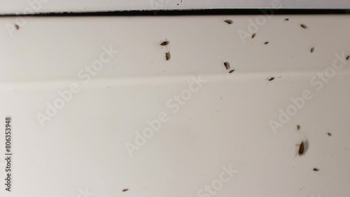 Cockroaches at home. Insects running along white wall. Cockroaches in kitchen. Lots of insects. Poisoning of bugs.